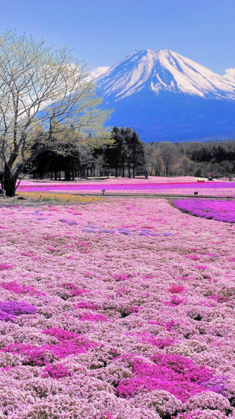Обои цветок, гора Фудзи, весна, пурпур, растение в разрешении 750x1334