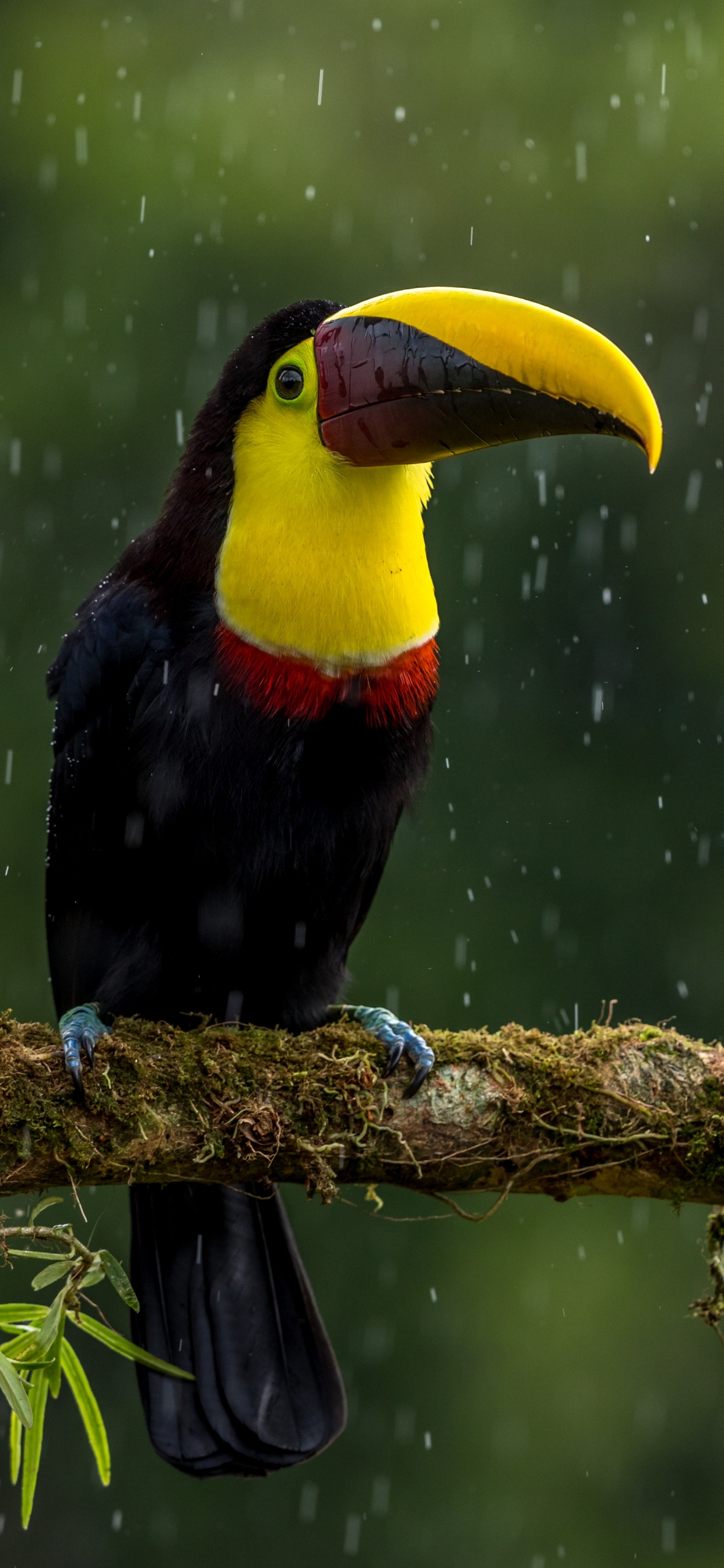 Обои птица, тукан, клюв, дятлообразных, ракшеобразных в разрешении 1242x2688