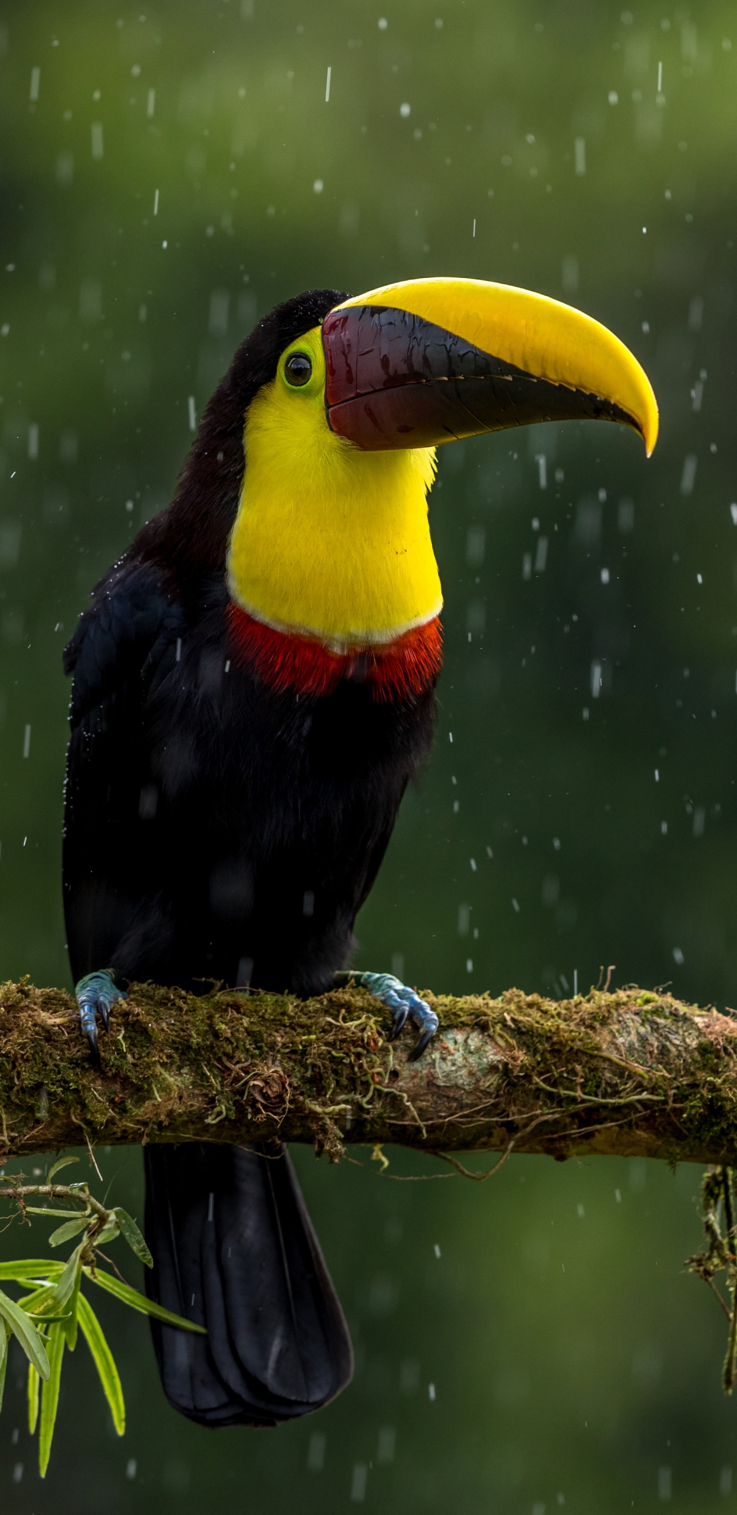 Обои птица, тукан, клюв, дятлообразных, ракшеобразных в разрешении 1440x2960