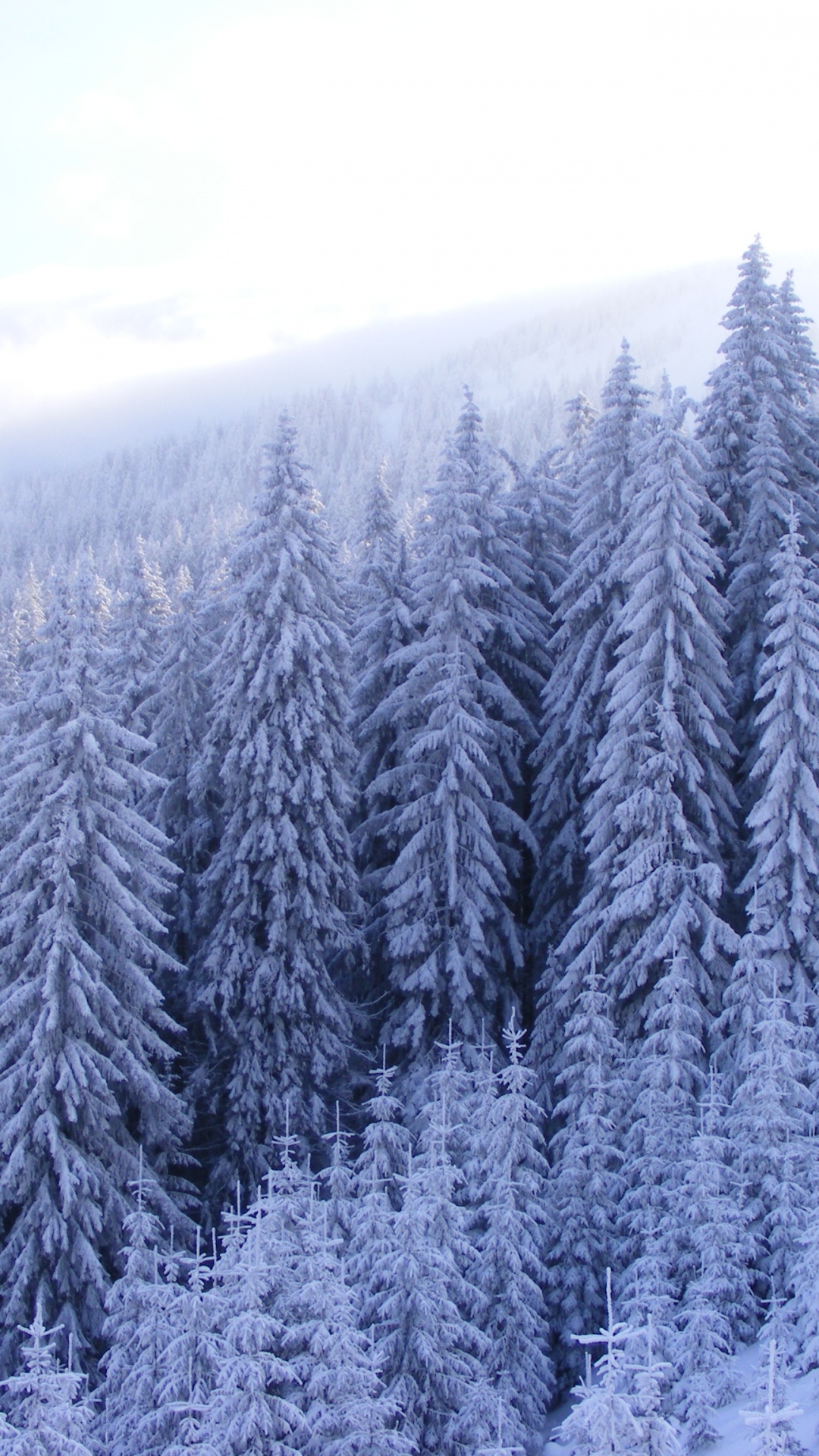 Обои пихта, лес, дерево, снег, зима в разрешении 1080x1920