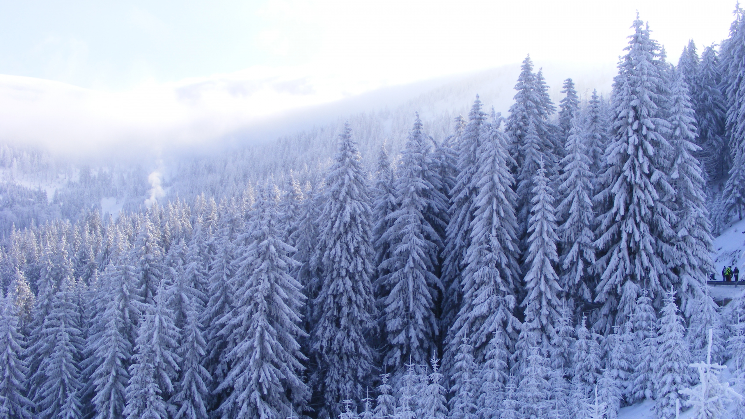 Обои пихта, лес, дерево, снег, зима в разрешении 2560x1440