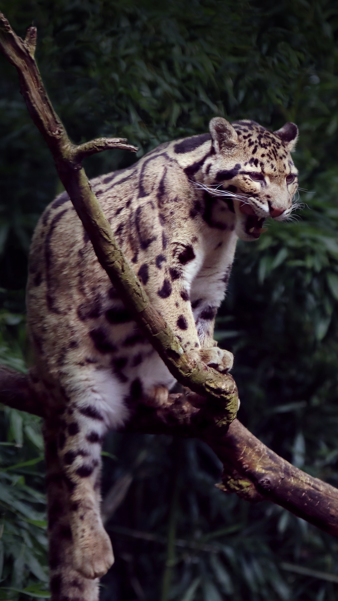 Обои дымчатый леопард, кошачьих, большая кошка, наземные животные, живая природа в разрешении 1080x1920