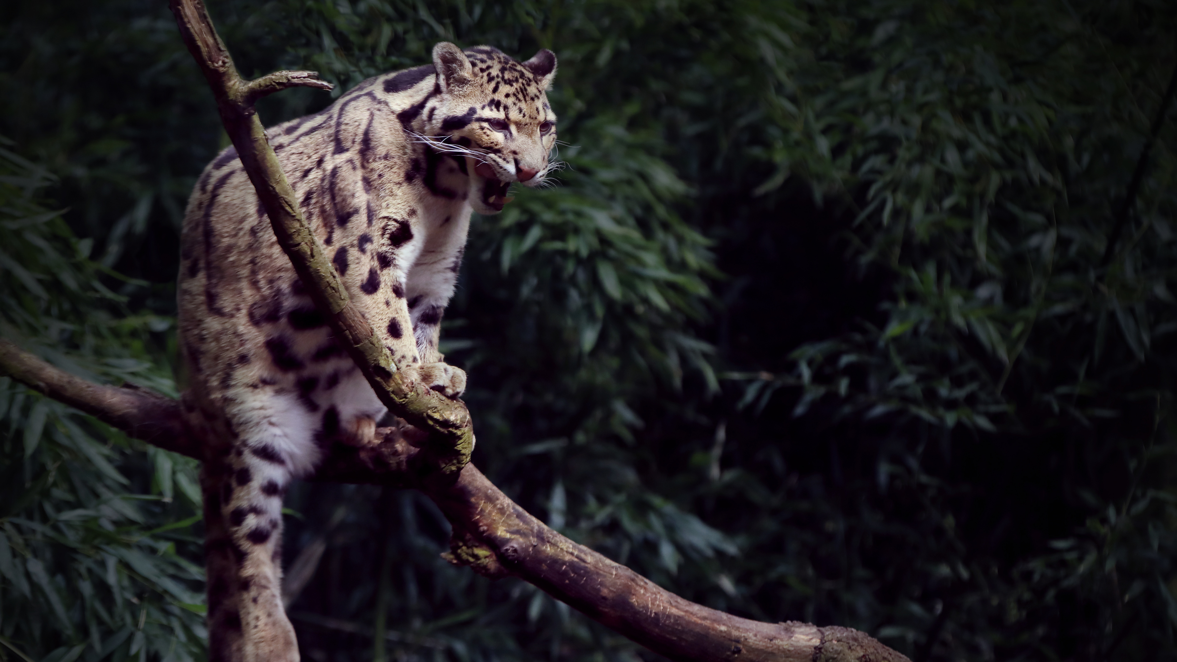 Обои дымчатый леопард, кошачьих, большая кошка, наземные животные, живая природа в разрешении 3840x2160