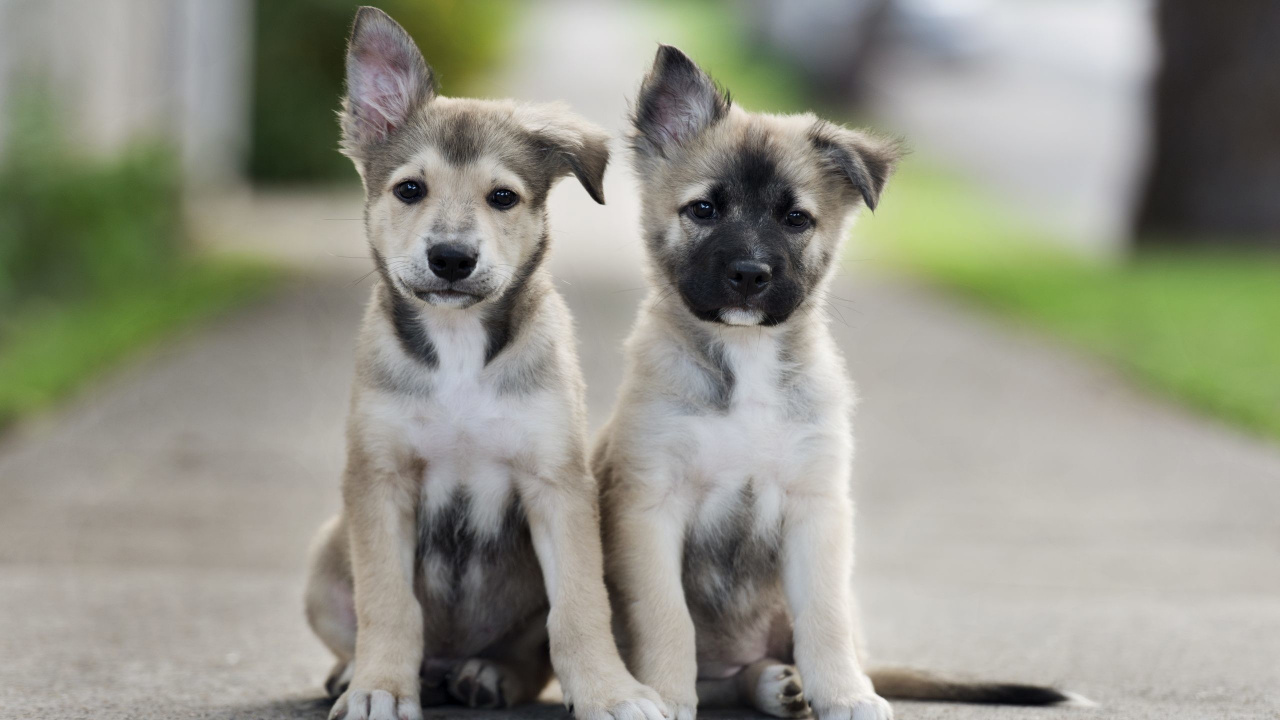 Обои щенок, привлекательность, пес, собака породы, уличные собаки в разрешении 1280x720
