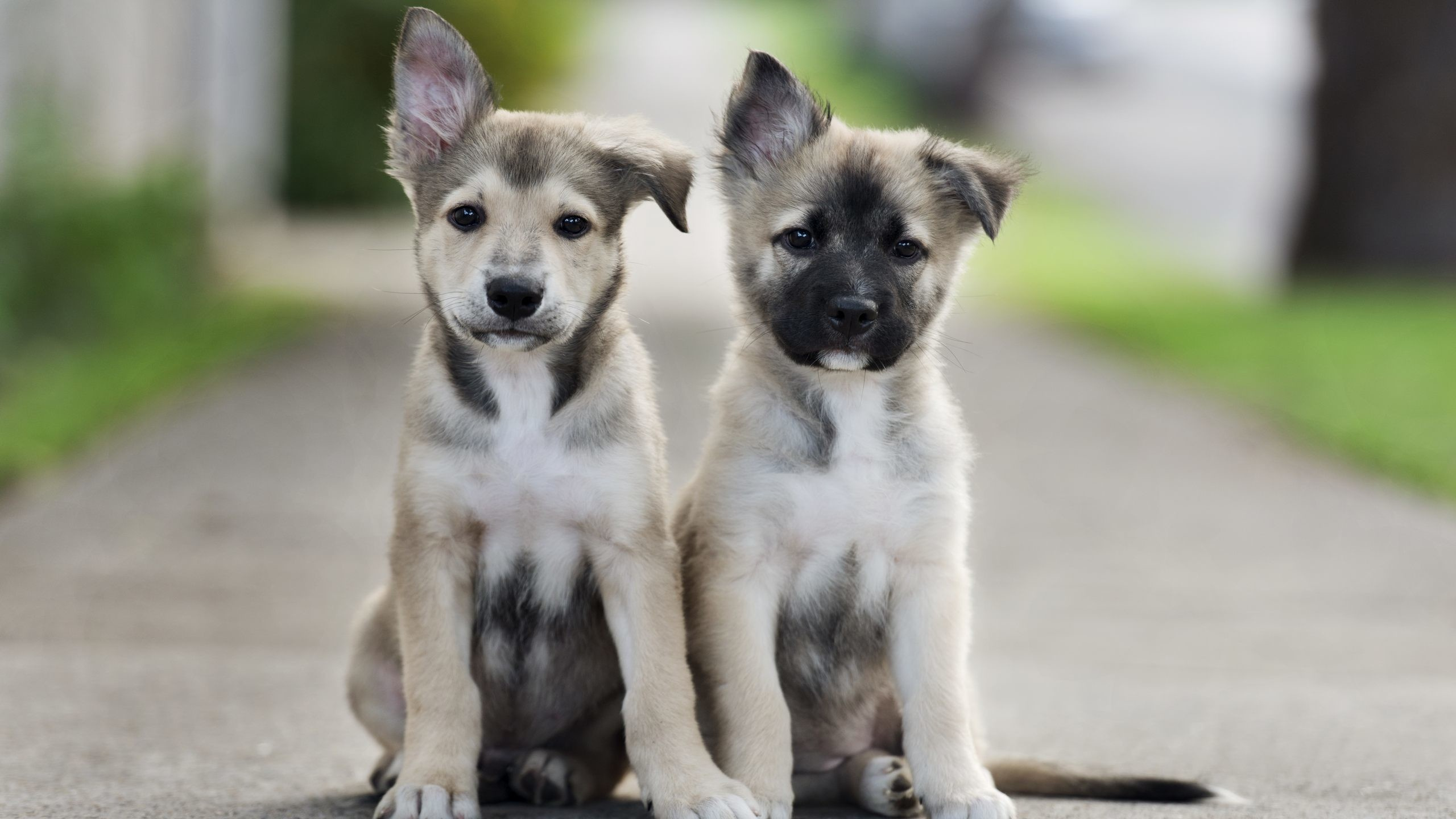 Обои щенок, привлекательность, пес, собака породы, уличные собаки в разрешении 2560x1440