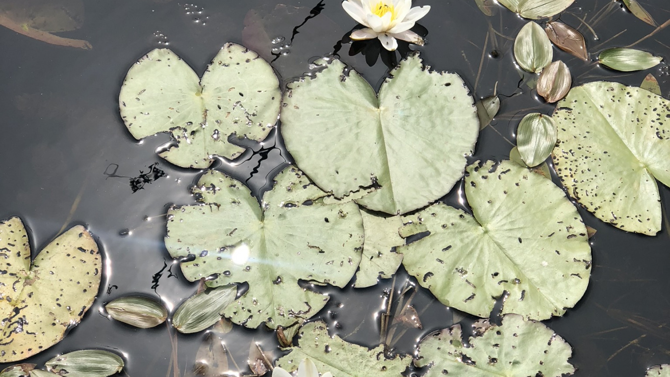 Обои Флора, вода, водное растение, лист, физика в разрешении 1366x768