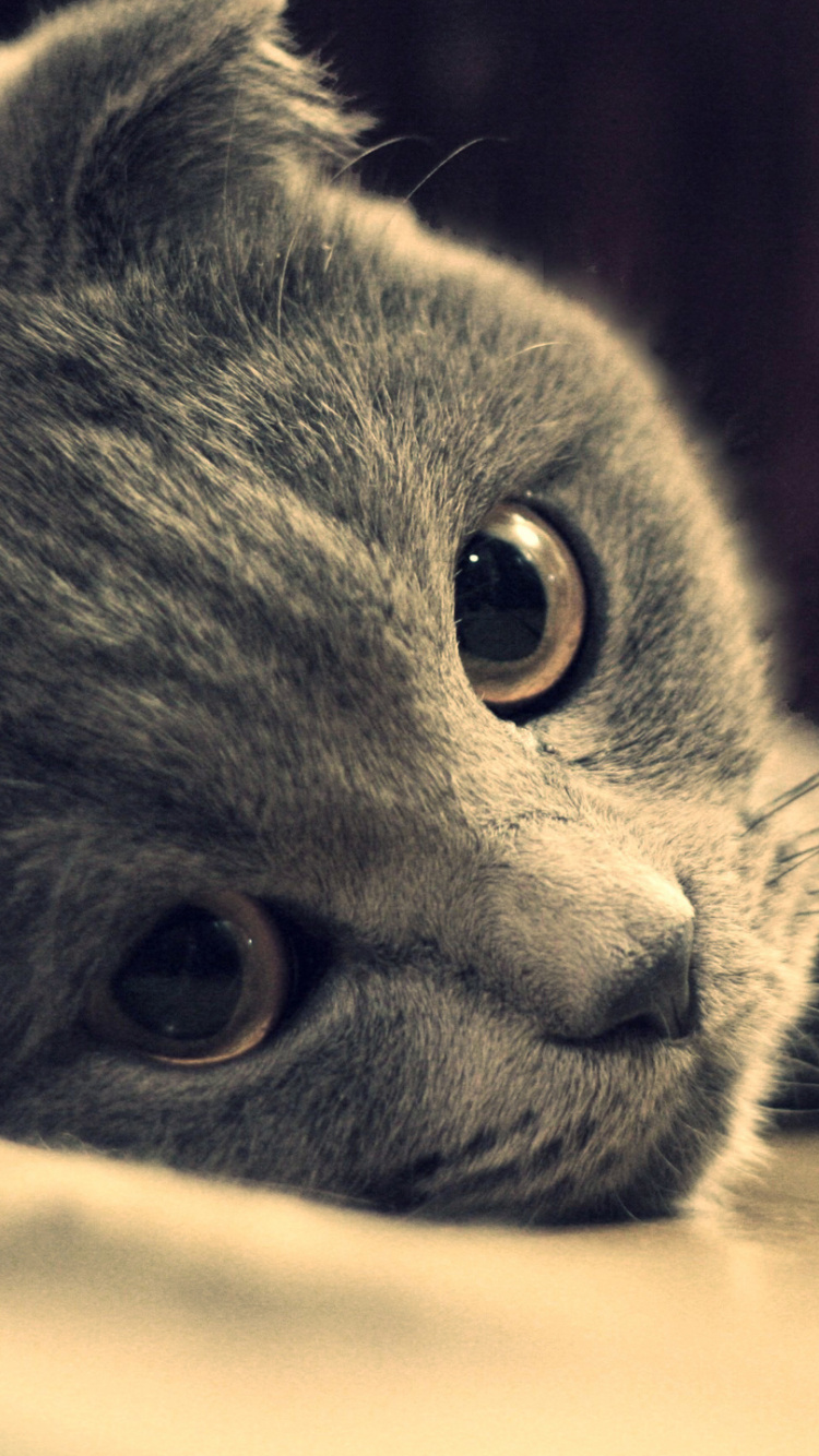 Обои кот, бакенбарды, морда, нос, глаз в разрешении 750x1334