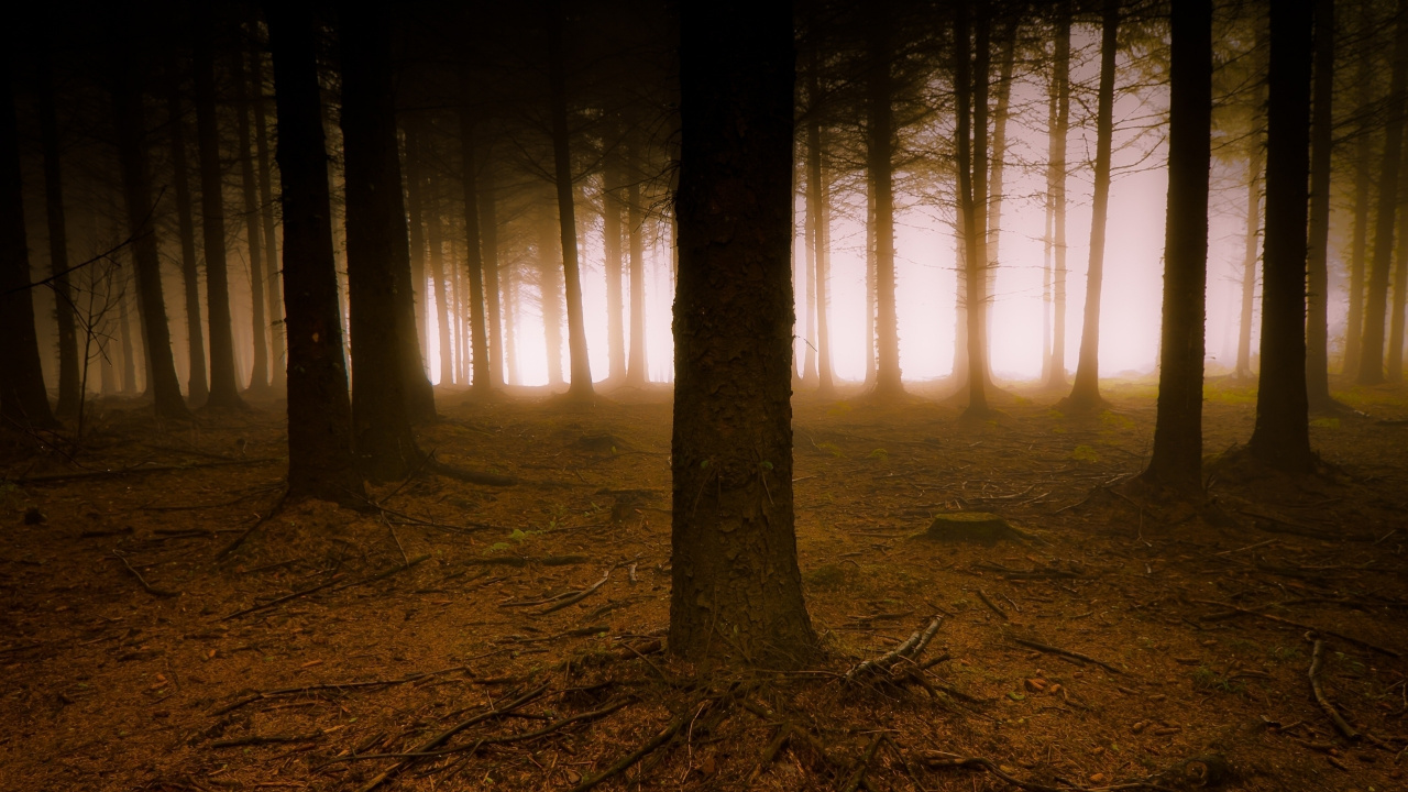 Обои дерево, природа, лес, лесистая местность, свет в разрешении 1280x720