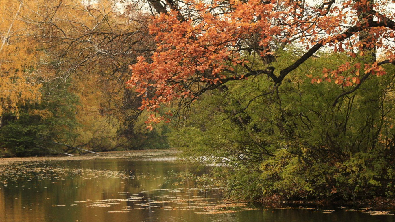 Обои вода, растительное сообщество, растение, экорегион, природный ландшафт в разрешении 1366x768