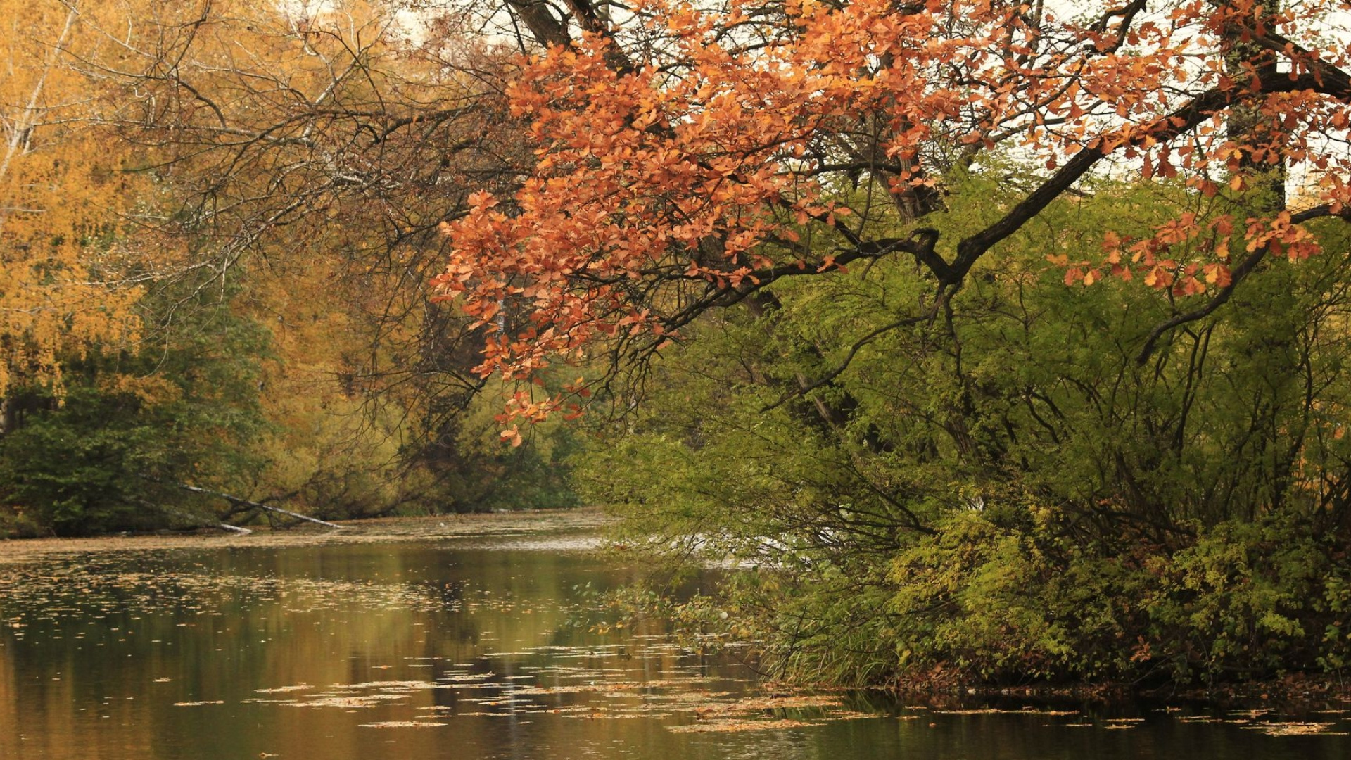 Обои вода, растительное сообщество, растение, экорегион, природный ландшафт в разрешении 1920x1080