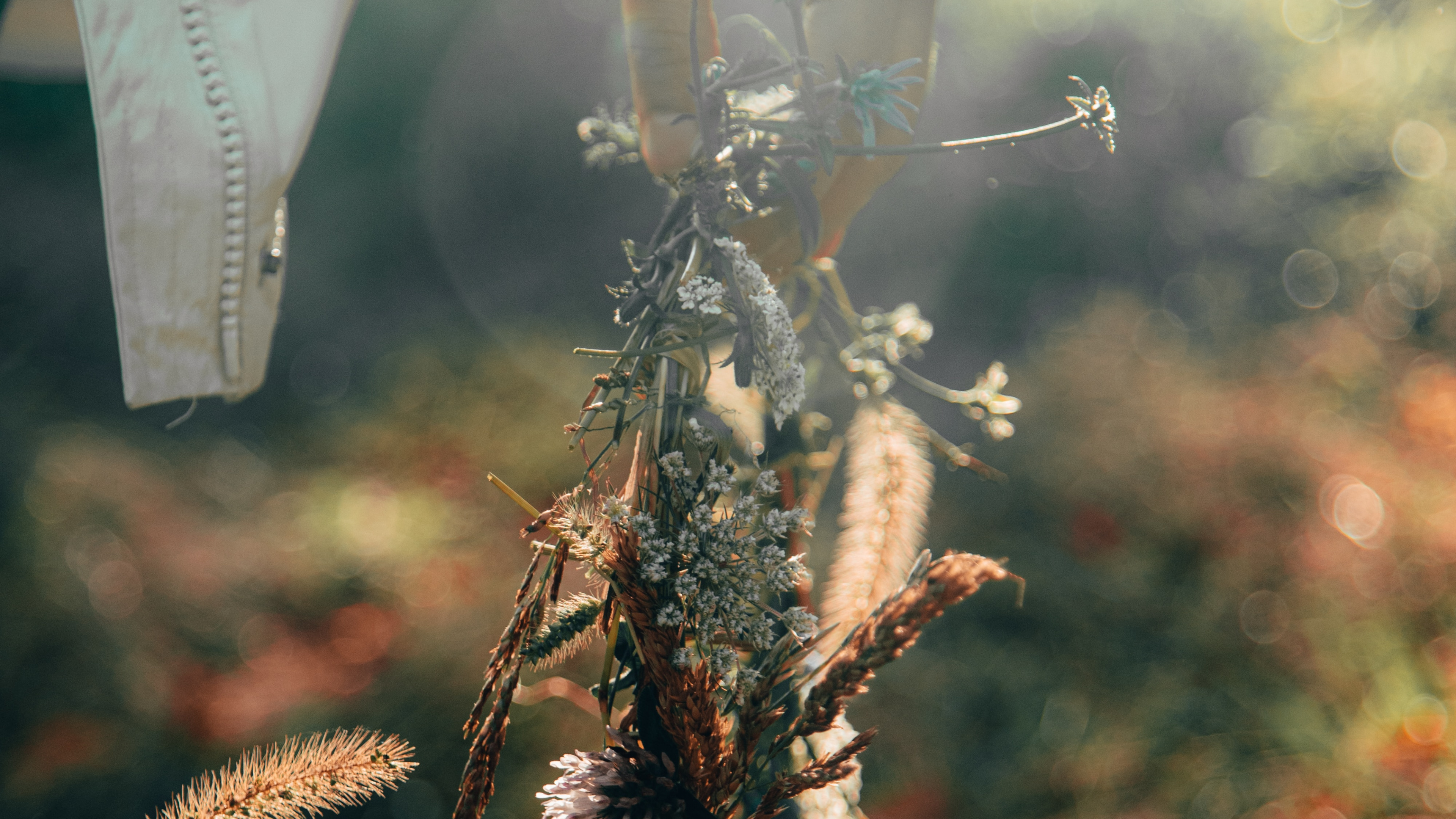 Обои крупный план, прут, стебель растения, солнечный свет, весна в разрешении 3840x2160