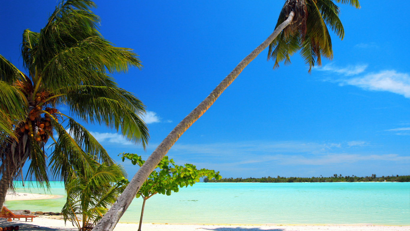 Обои море, пляж, дерево, тропическая зона, Пальма в разрешении 1366x768