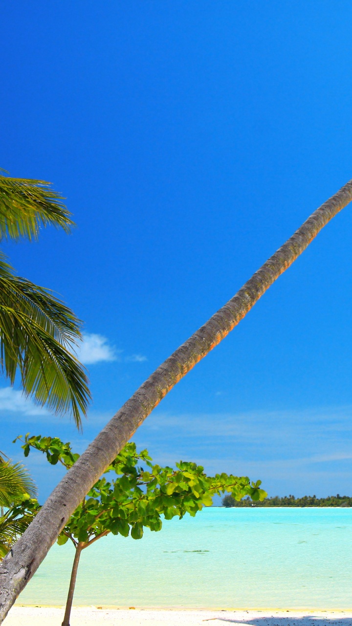 Обои море, пляж, дерево, тропическая зона, Пальма в разрешении 720x1280