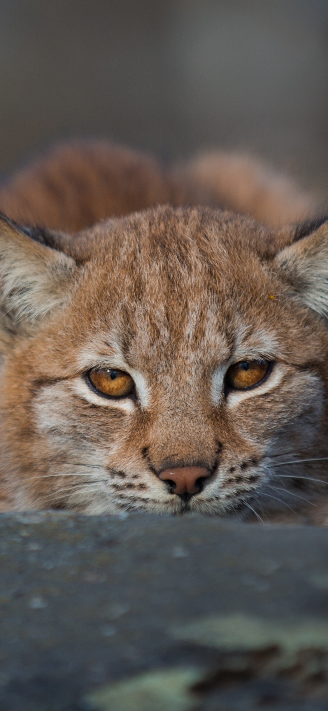 Обои живая природа, Дикая кошка, рысь, кот, кошачьих в разрешении 1125x2436