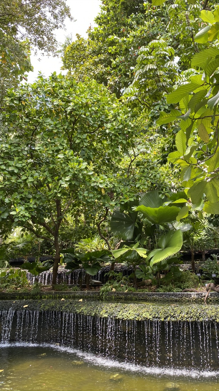 Обои вода, тугай, растительность, лист, гидроресурсы в разрешении 720x1280