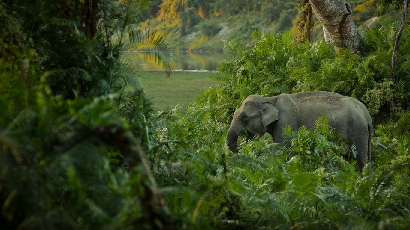 Обои Слон, Африканский лесной слон, живая природа, природный заповедник, джунгли в разрешении 1366x768