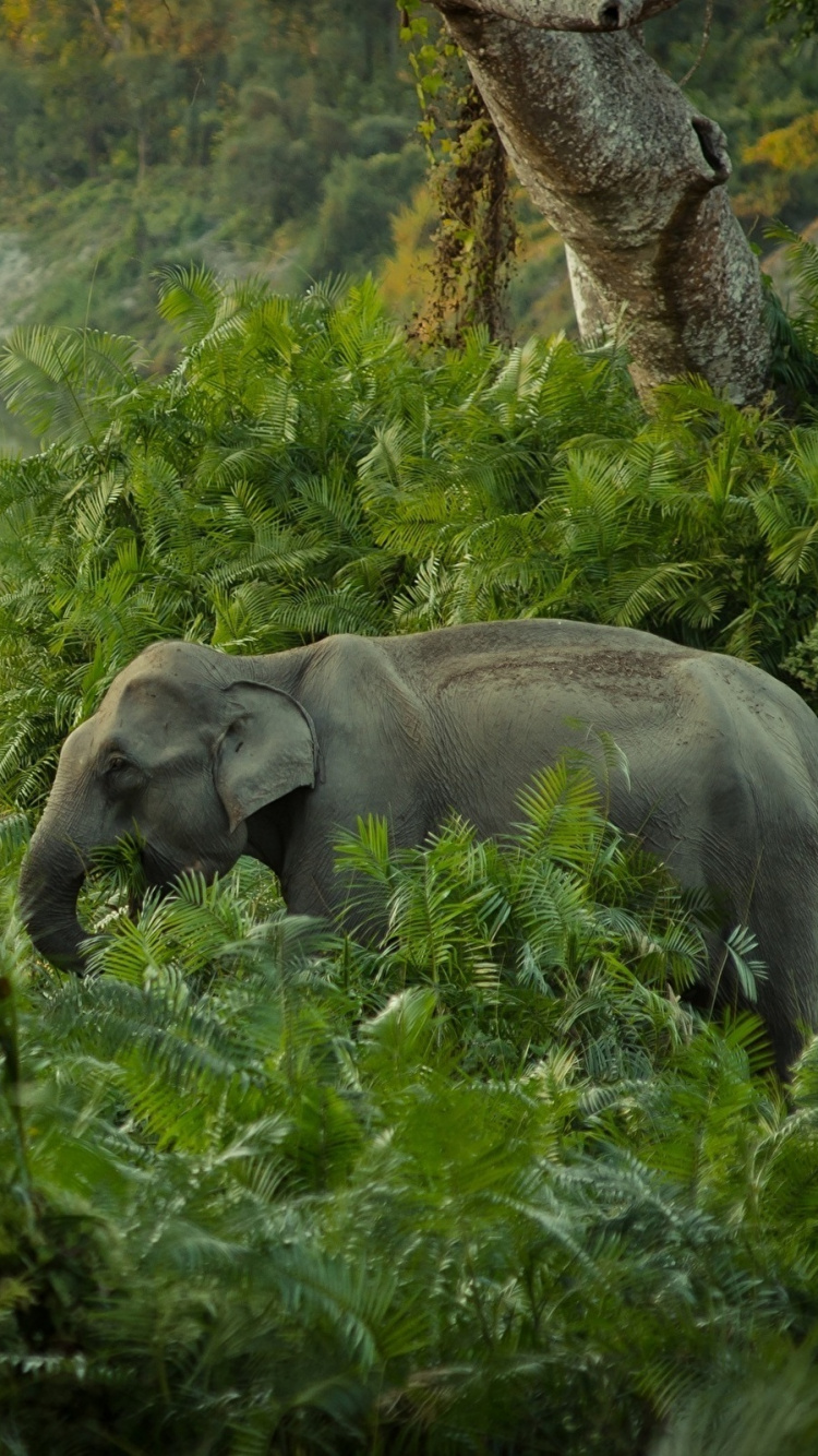 Обои Слон, Африканский лесной слон, живая природа, природный заповедник, джунгли в разрешении 750x1334