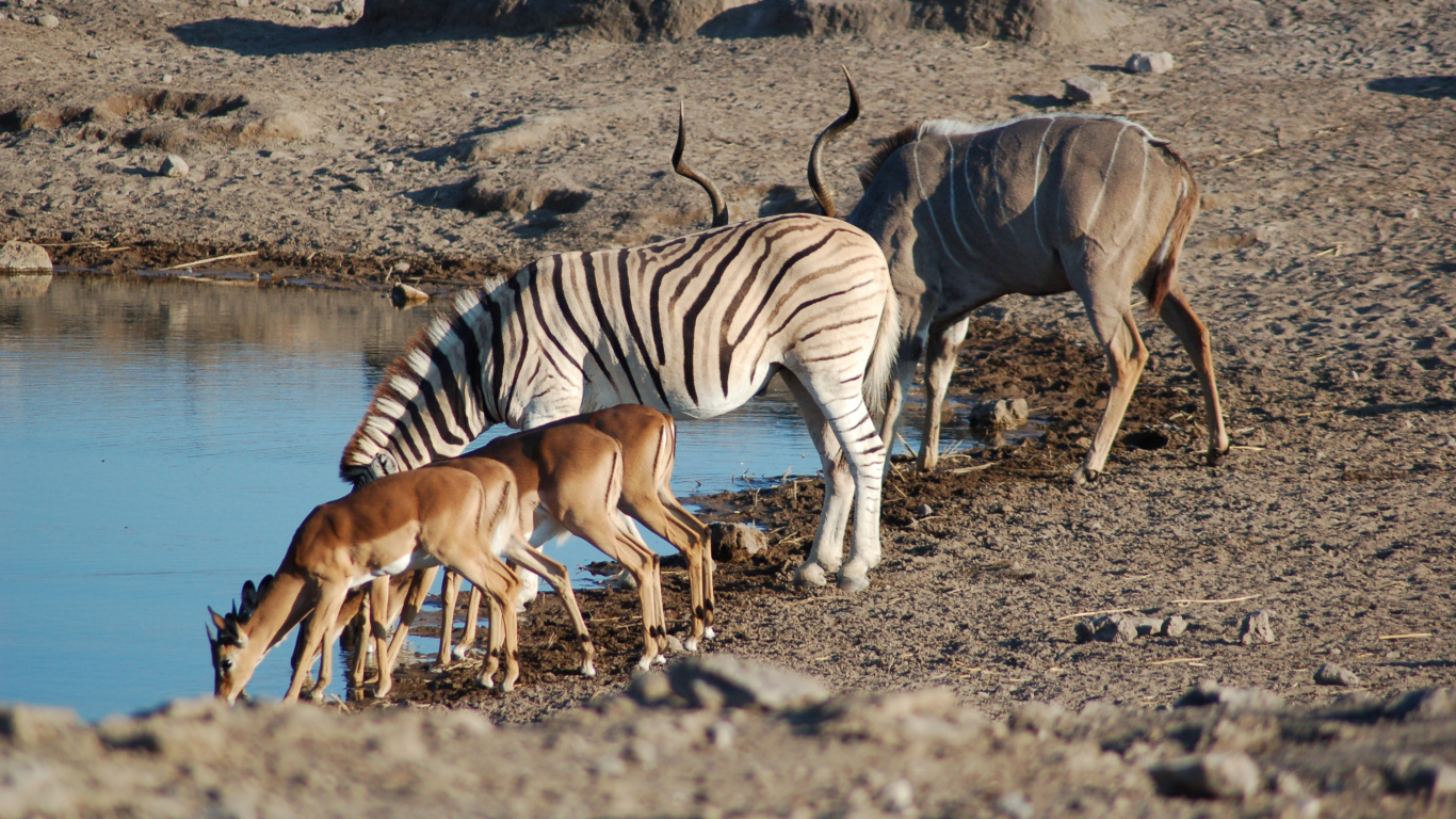 Обои национальный парк Этоша в Намибии, Свакопмунд, соссусфлей, национальный парк, парк в разрешении 1366x768