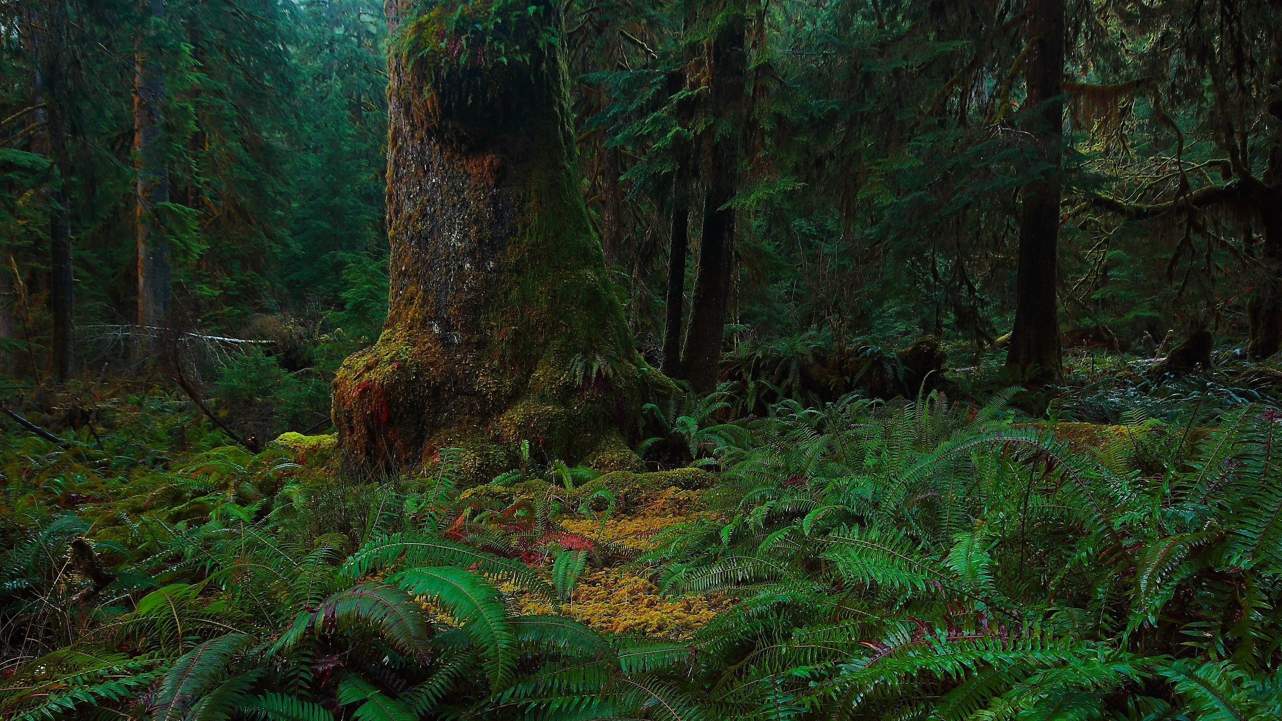 Обои лес, растительность, природа, лесистая местность, старовозрастные леса в разрешении 2560x1440