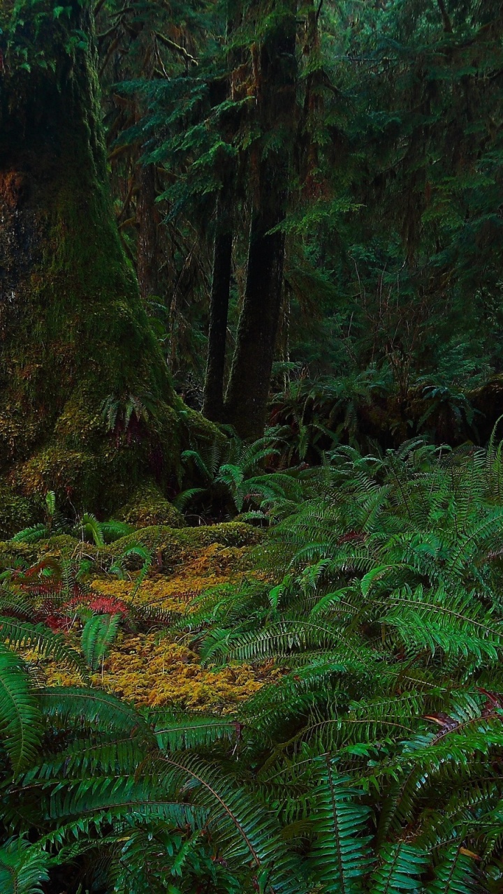 Обои лес, растительность, природа, лесистая местность, старовозрастные леса в разрешении 720x1280