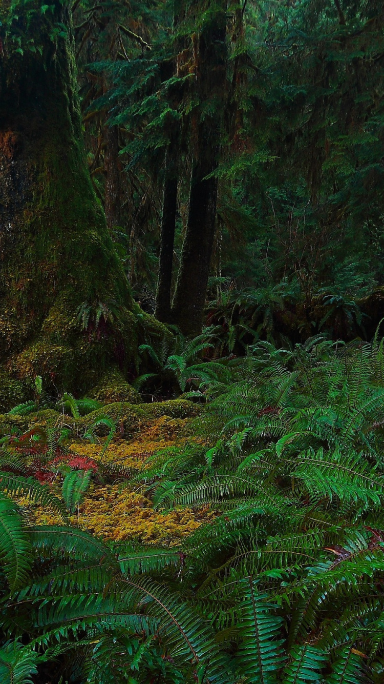 Обои лес, растительность, природа, лесистая местность, старовозрастные леса в разрешении 750x1334