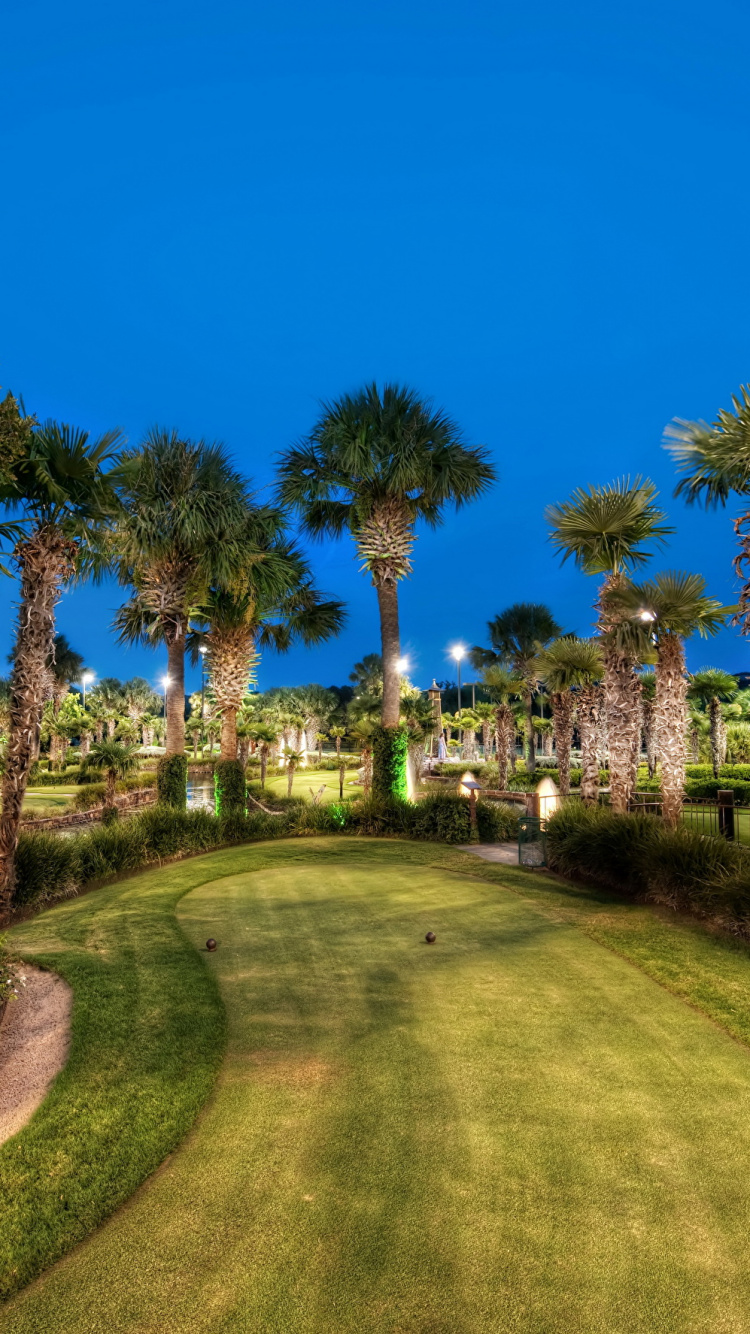 Обои природа, дерево, Пальма, имущество, завод в разрешении 750x1334