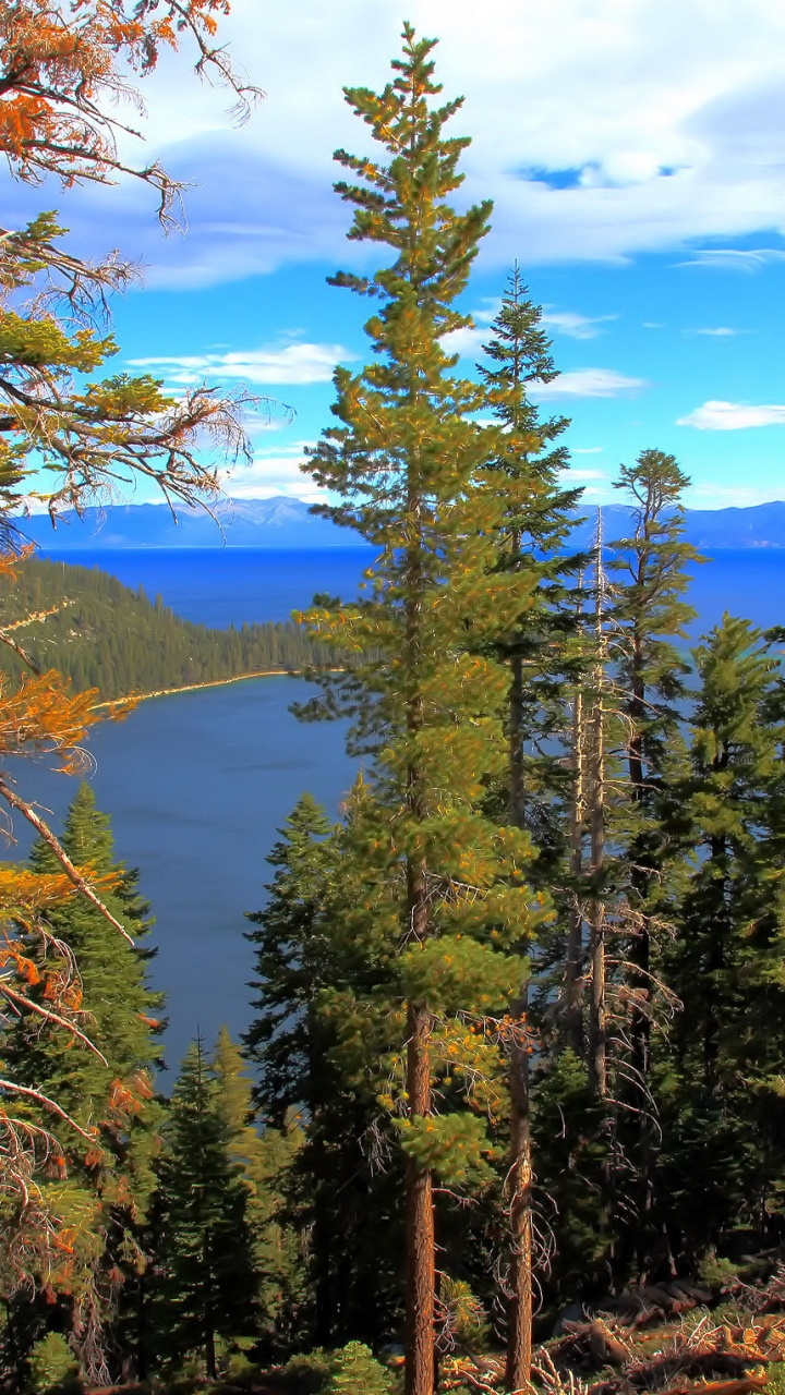 Обои ель еловый лес, озеро Тахо, лес, озеро, дерево в разрешении 720x1280