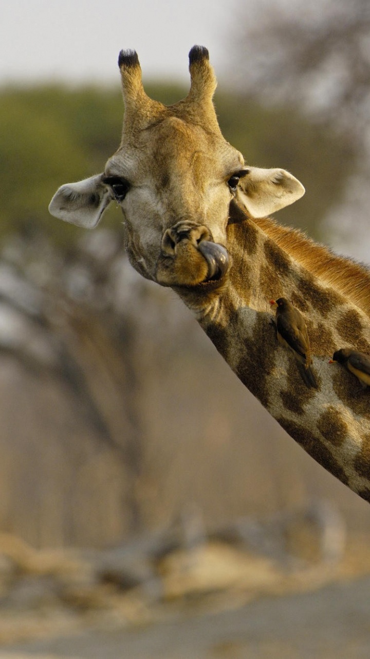 Обои Юмор, Жираф, наземные животные, жирафовые, живая природа в разрешении 720x1280