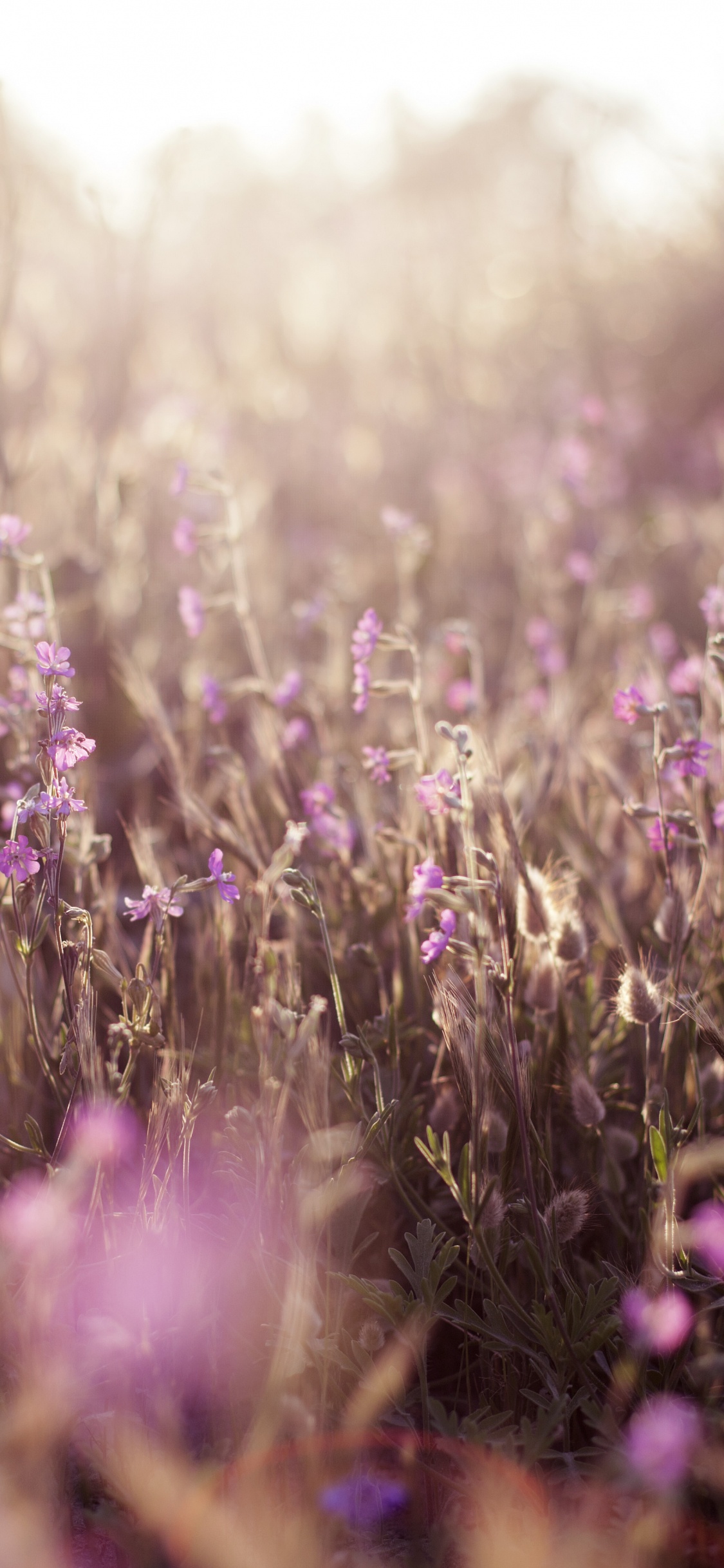 Обои Фиолетовый, пурпур, лето, небо, цвет в разрешении 1125x2436