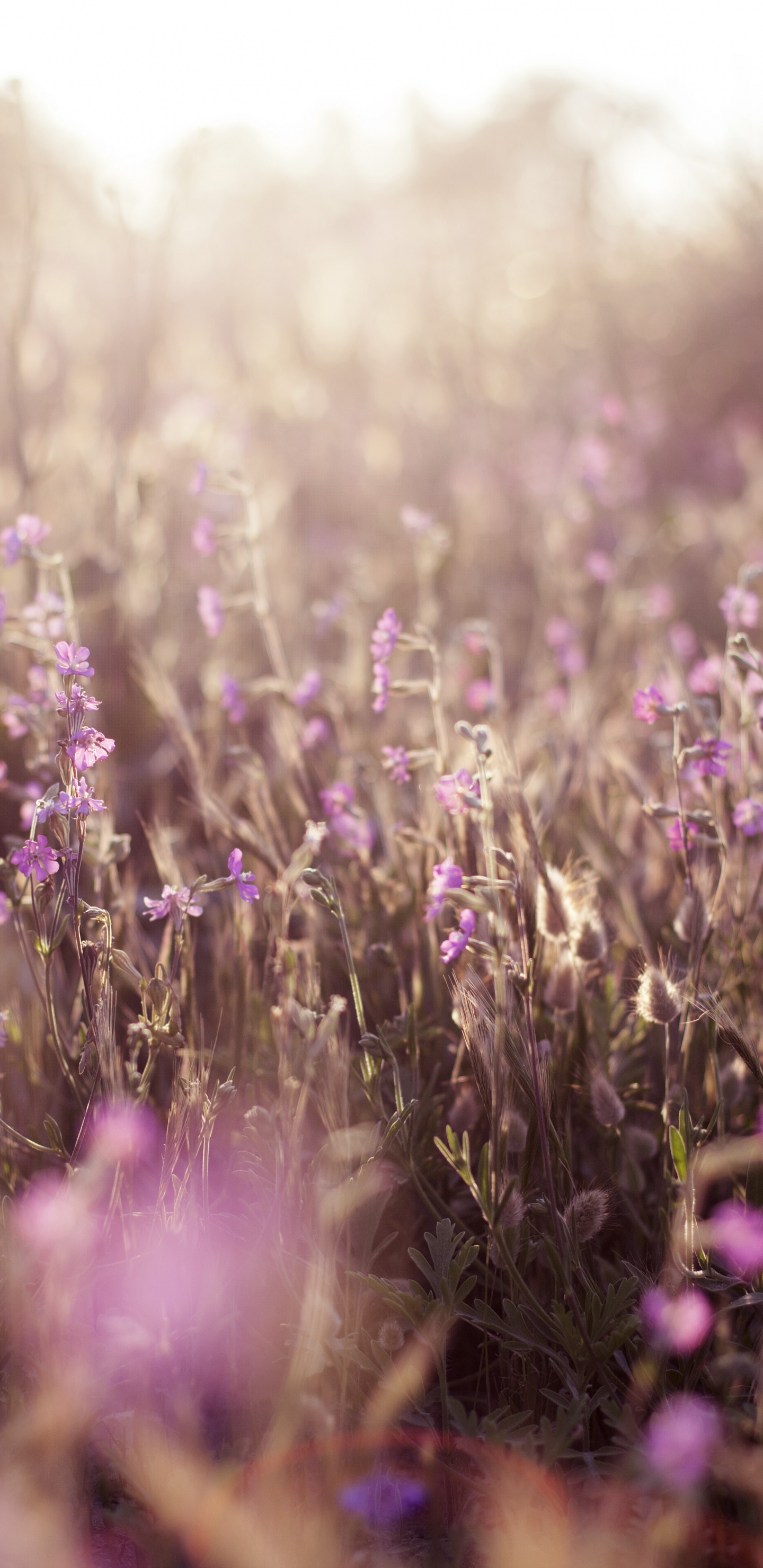 Обои Фиолетовый, пурпур, лето, небо, цвет в разрешении 1440x2960