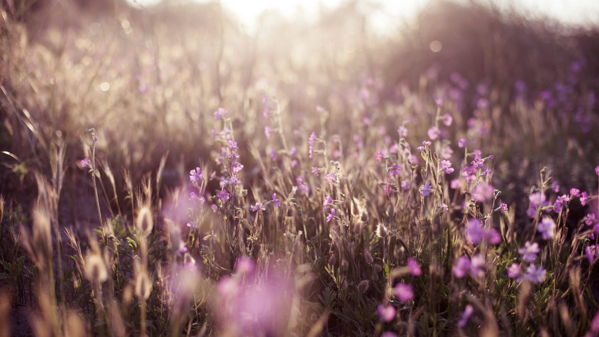 Обои Фиолетовый, пурпур, лето, небо, цвет в разрешении 1920x1080