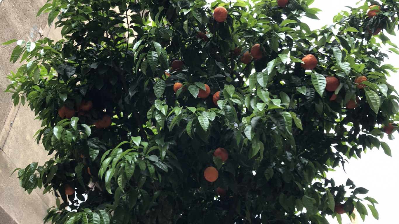 Обои дерево, фруктовое дерево, лист, древесные растения, продукция в разрешении 1366x768