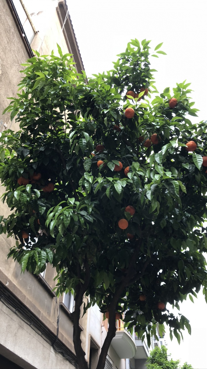 Обои дерево, фруктовое дерево, лист, древесные растения, продукция в разрешении 720x1280