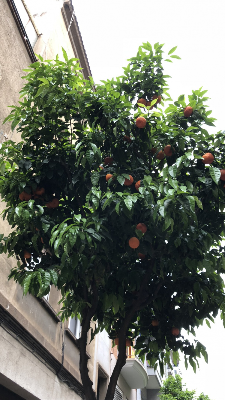 Обои дерево, фруктовое дерево, лист, древесные растения, продукция в разрешении 750x1334