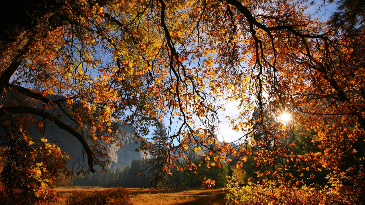 Обои дерево, лист, природа, ветвь, осень в разрешении 1280x720