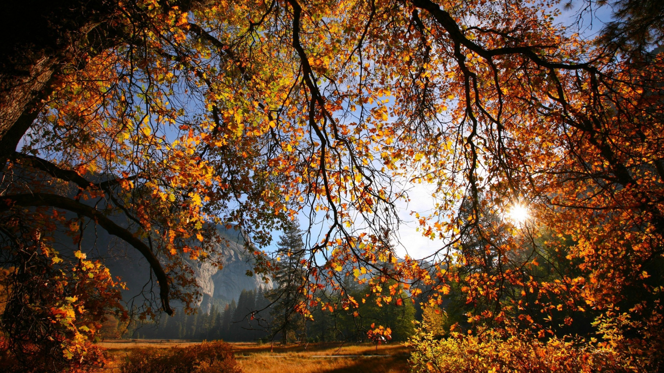 Обои дерево, лист, природа, ветвь, осень в разрешении 1366x768