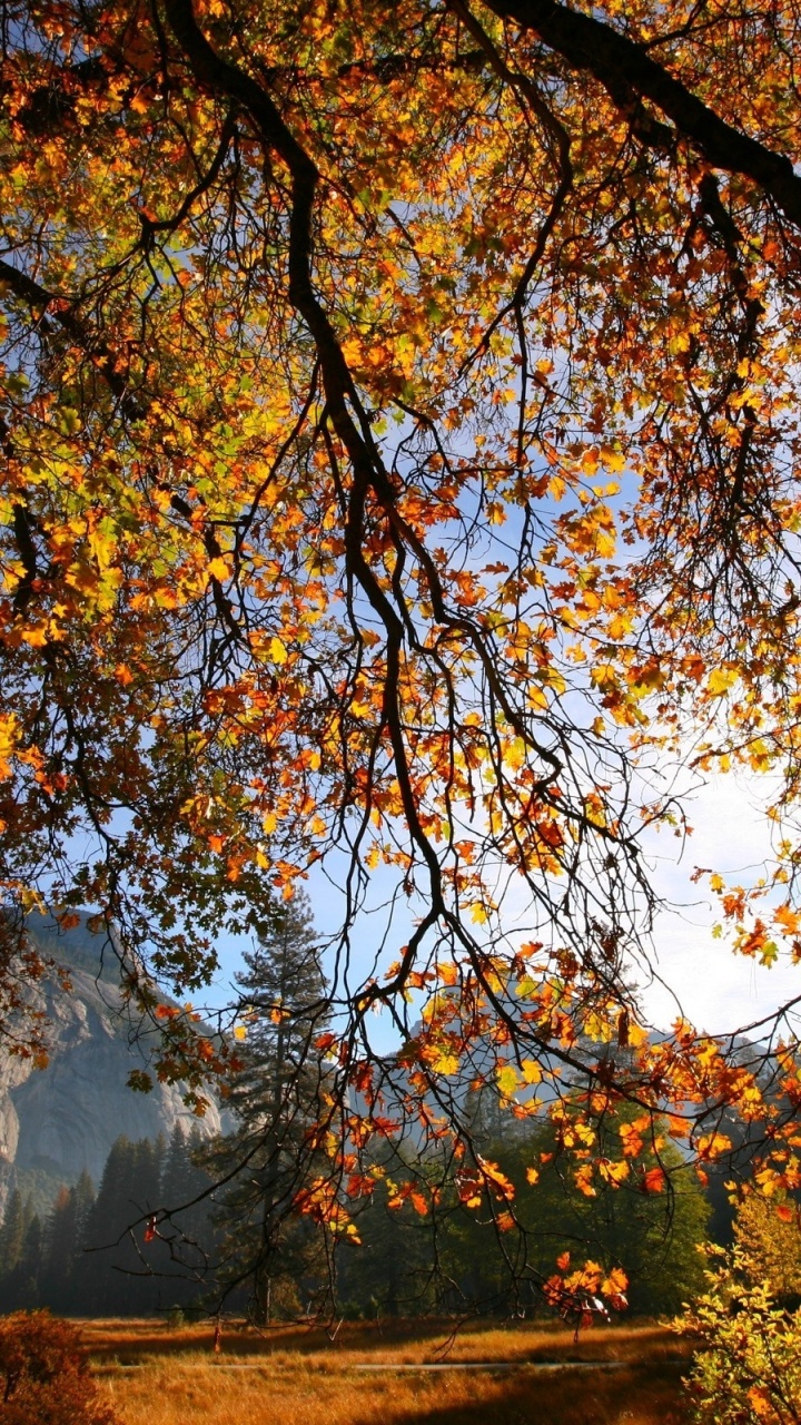 Обои дерево, лист, природа, ветвь, осень в разрешении 720x1280