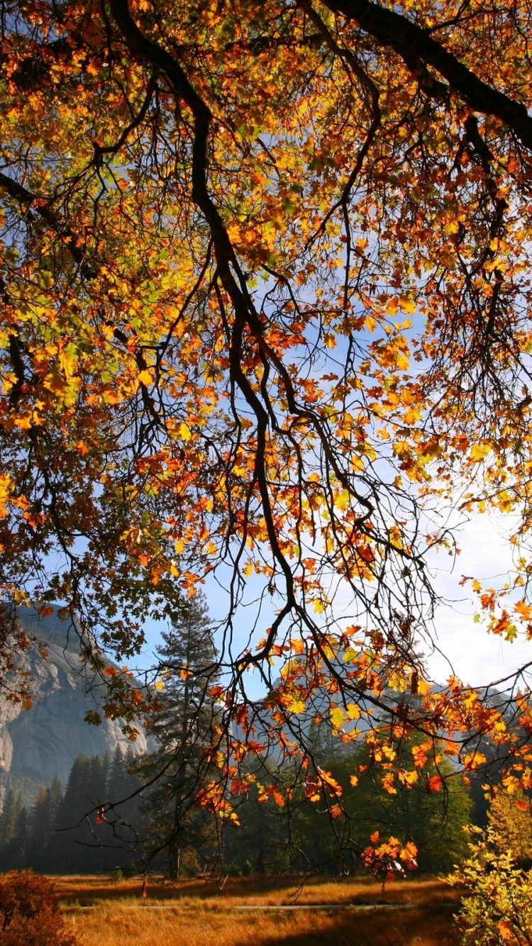 Обои дерево, лист, природа, ветвь, осень в разрешении 750x1334