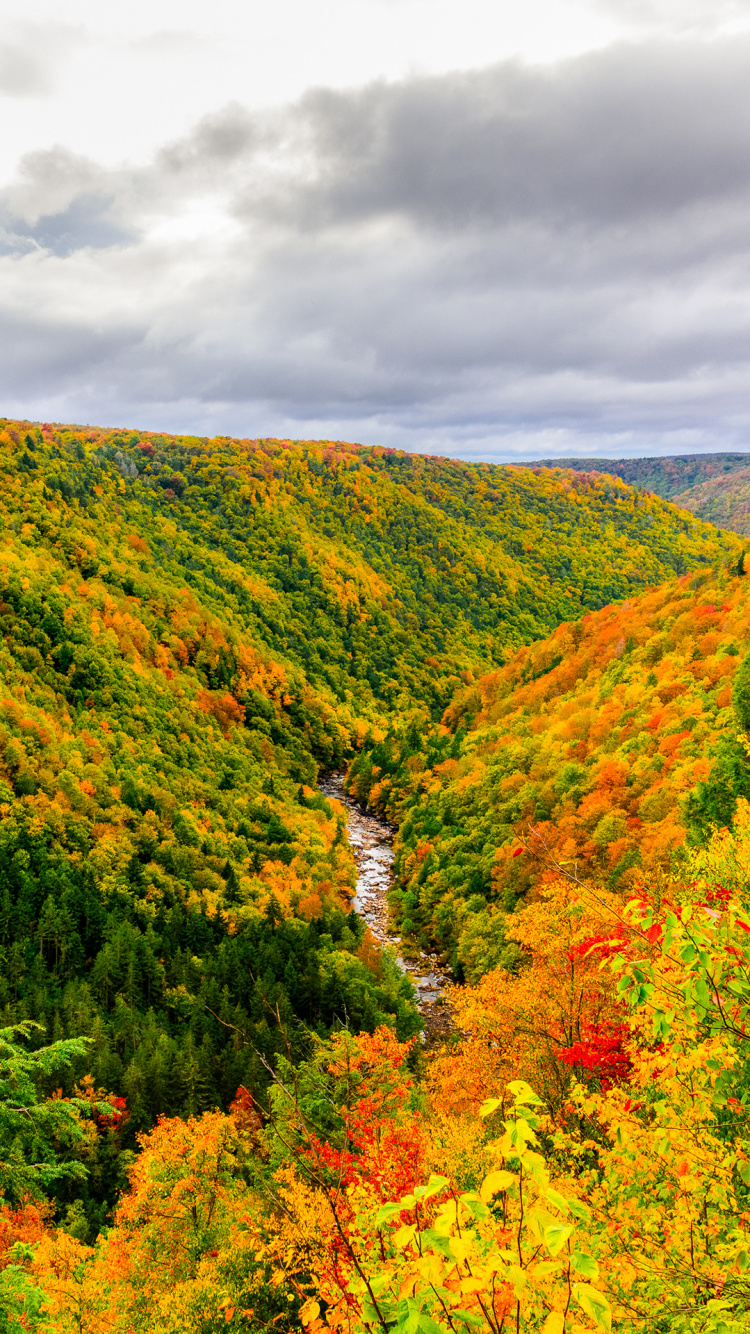 Обои природа, облако, цветок, растительное сообщество, растение в разрешении 750x1334