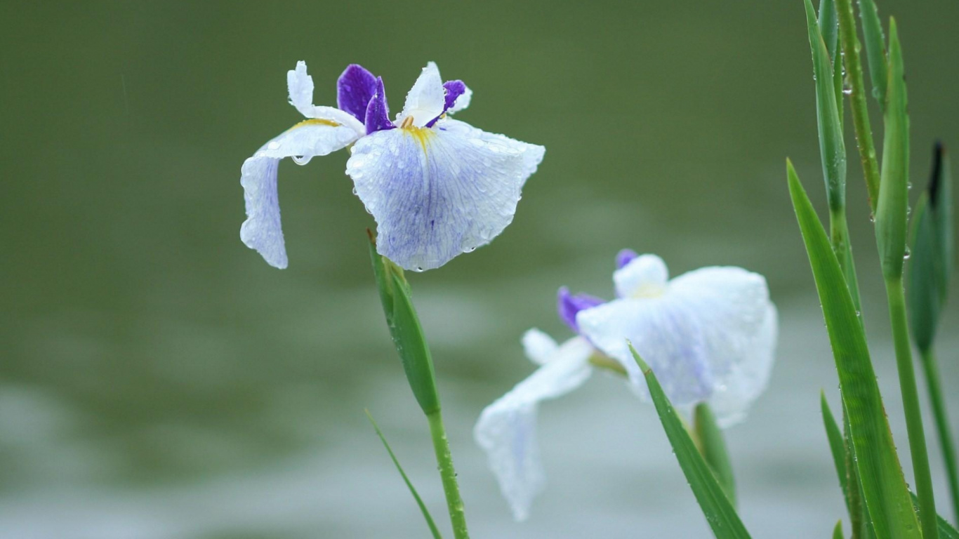 Обои полевой цветок, цветковое растение, радужная оболочка, семейства ирисовых, Флора в разрешении 1366x768