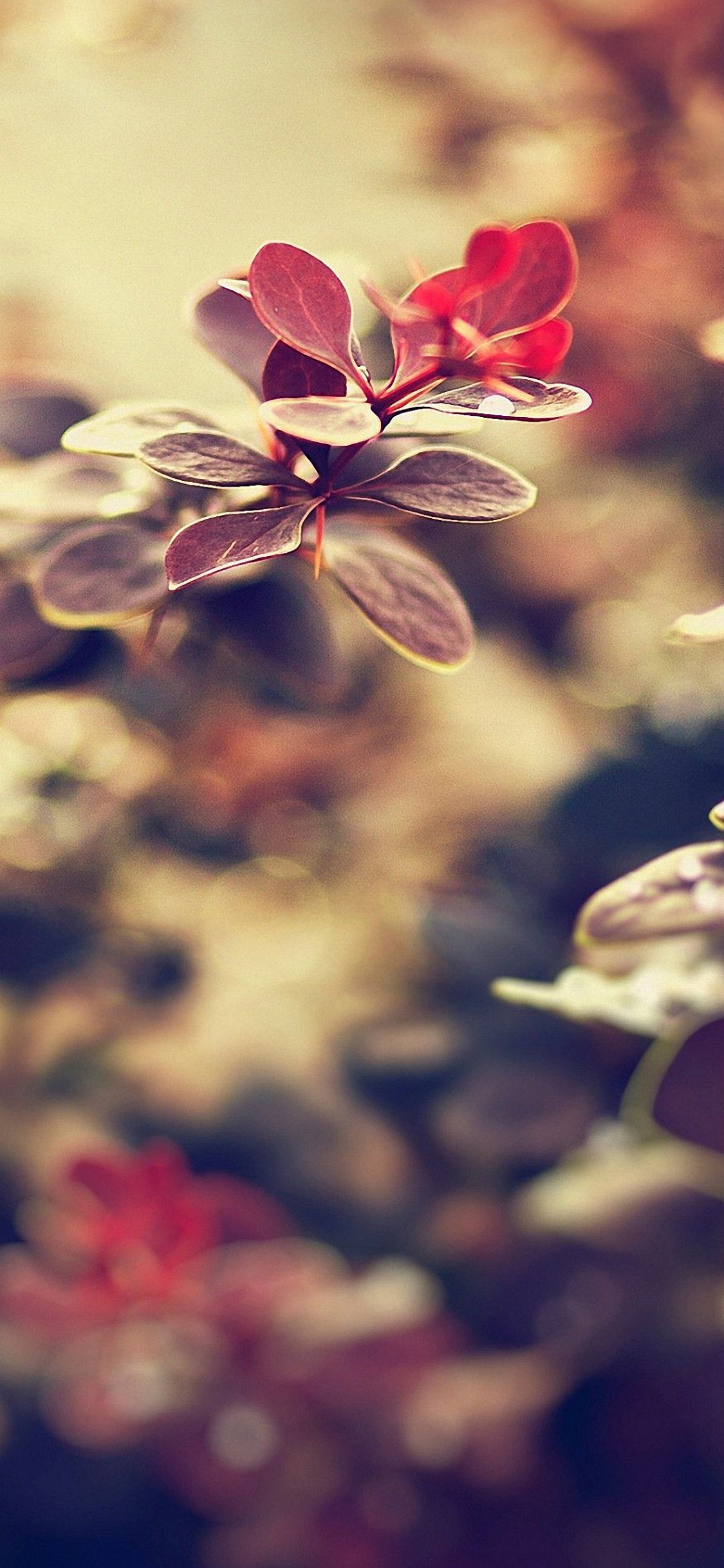 Обои смартфон, природа, лепесток, цветок, красный цвет в разрешении 1125x2436