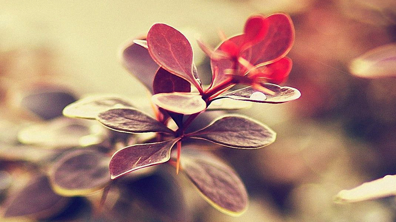 Обои смартфон, природа, лепесток, цветок, красный цвет в разрешении 1366x768