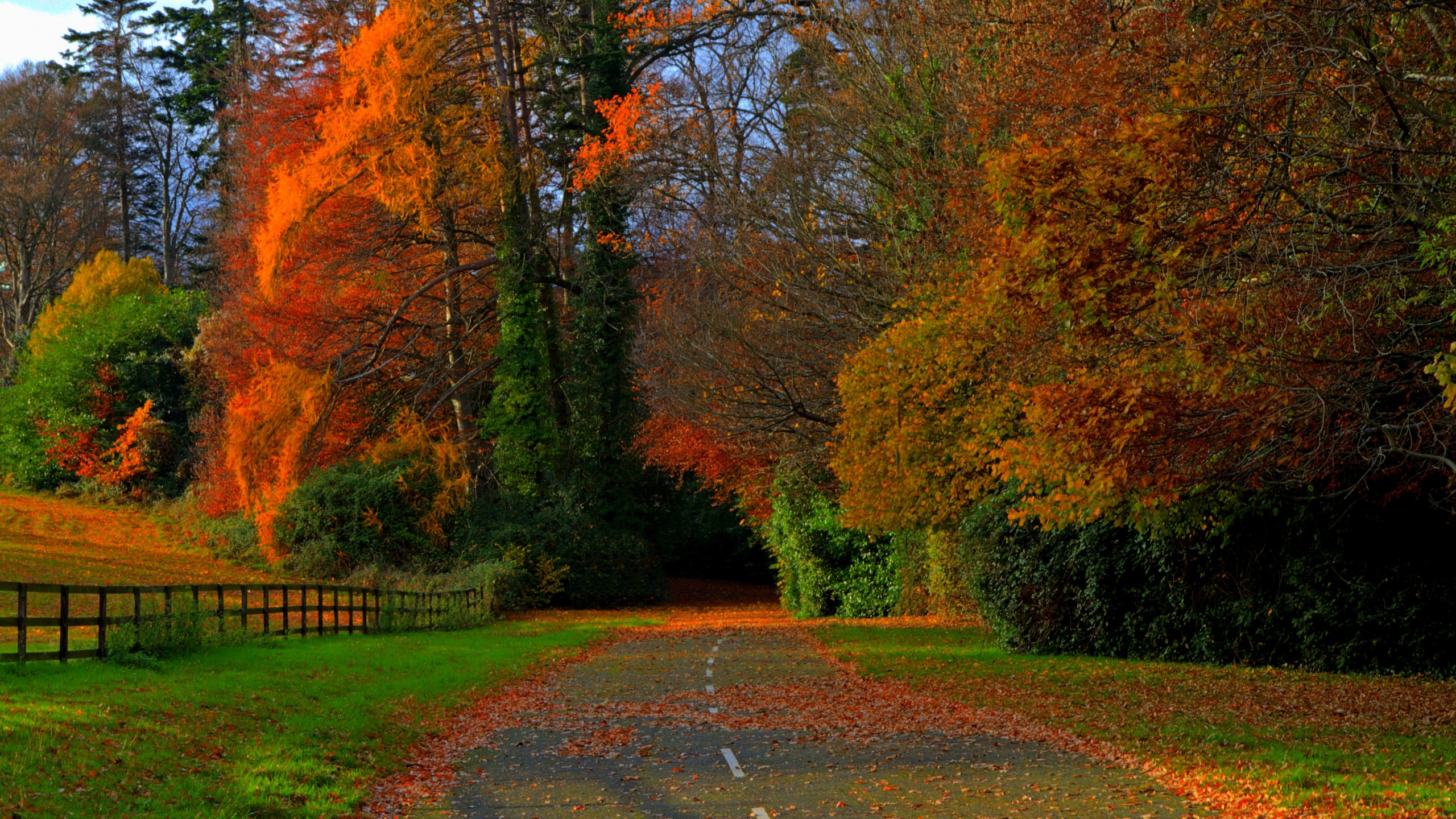 Обои растение, лист, дерево, природный ландшафт, Люди в природе в разрешении 2560x1440