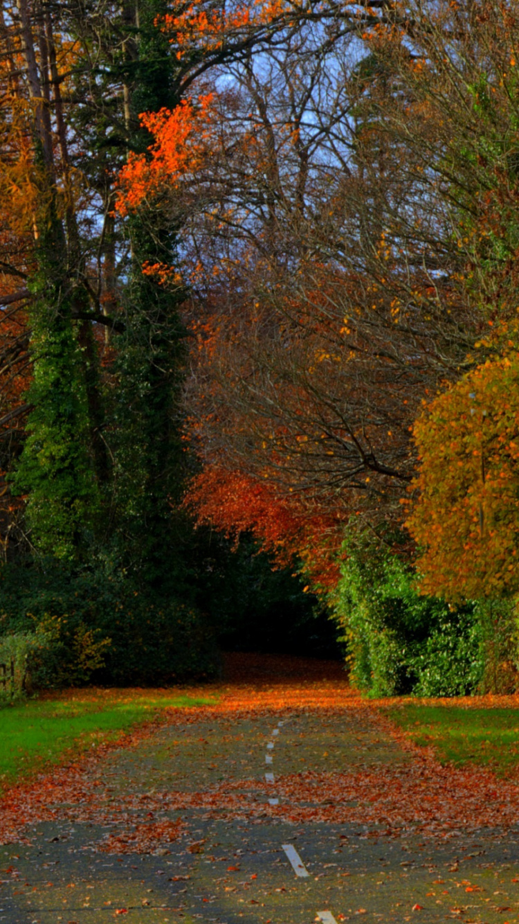 Обои растение, лист, дерево, природный ландшафт, Люди в природе в разрешении 750x1334