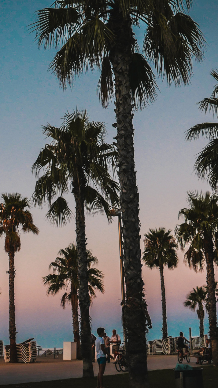 Обои пальмовые рощи, дерево, Пальма, растение, вода в разрешении 750x1334