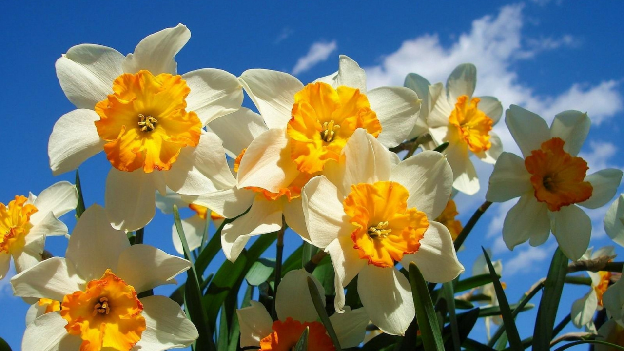 Обои Нарцисс, цветковое растение, лепесток, весна, семья амариллис в разрешении 1280x720