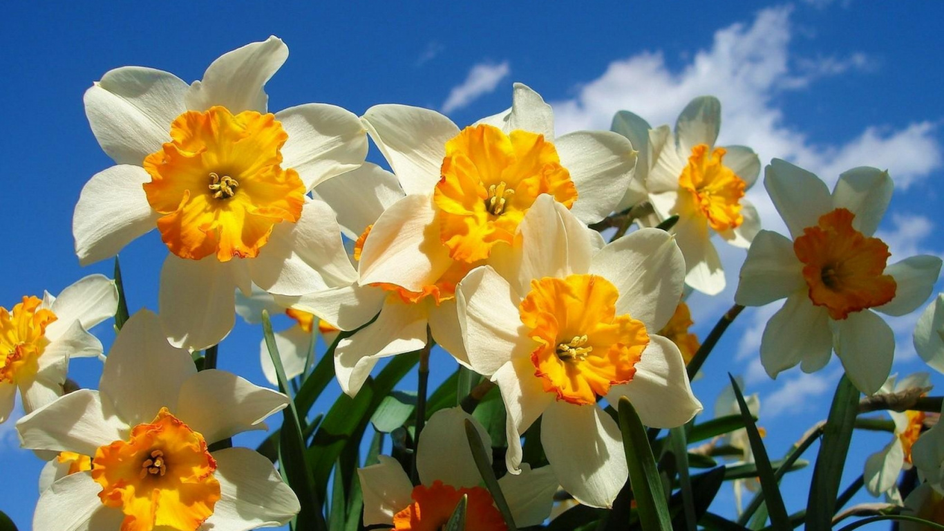 Обои Нарцисс, цветковое растение, лепесток, весна, семья амариллис в разрешении 1366x768