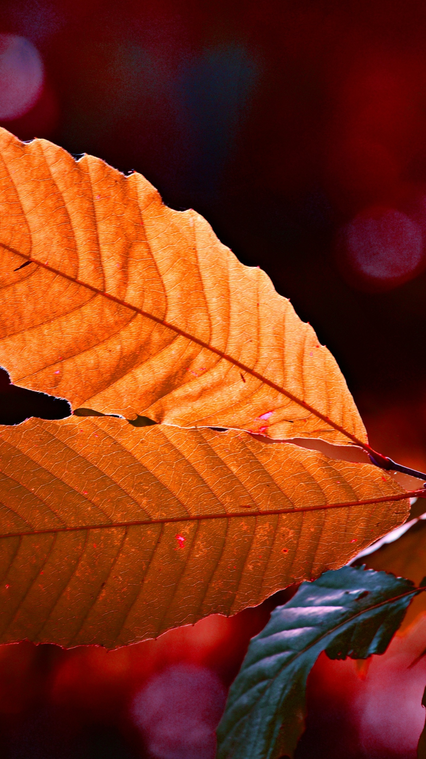 Обои лист, красный цвет, дерево, зеленый, Апельсин в разрешении 1440x2560