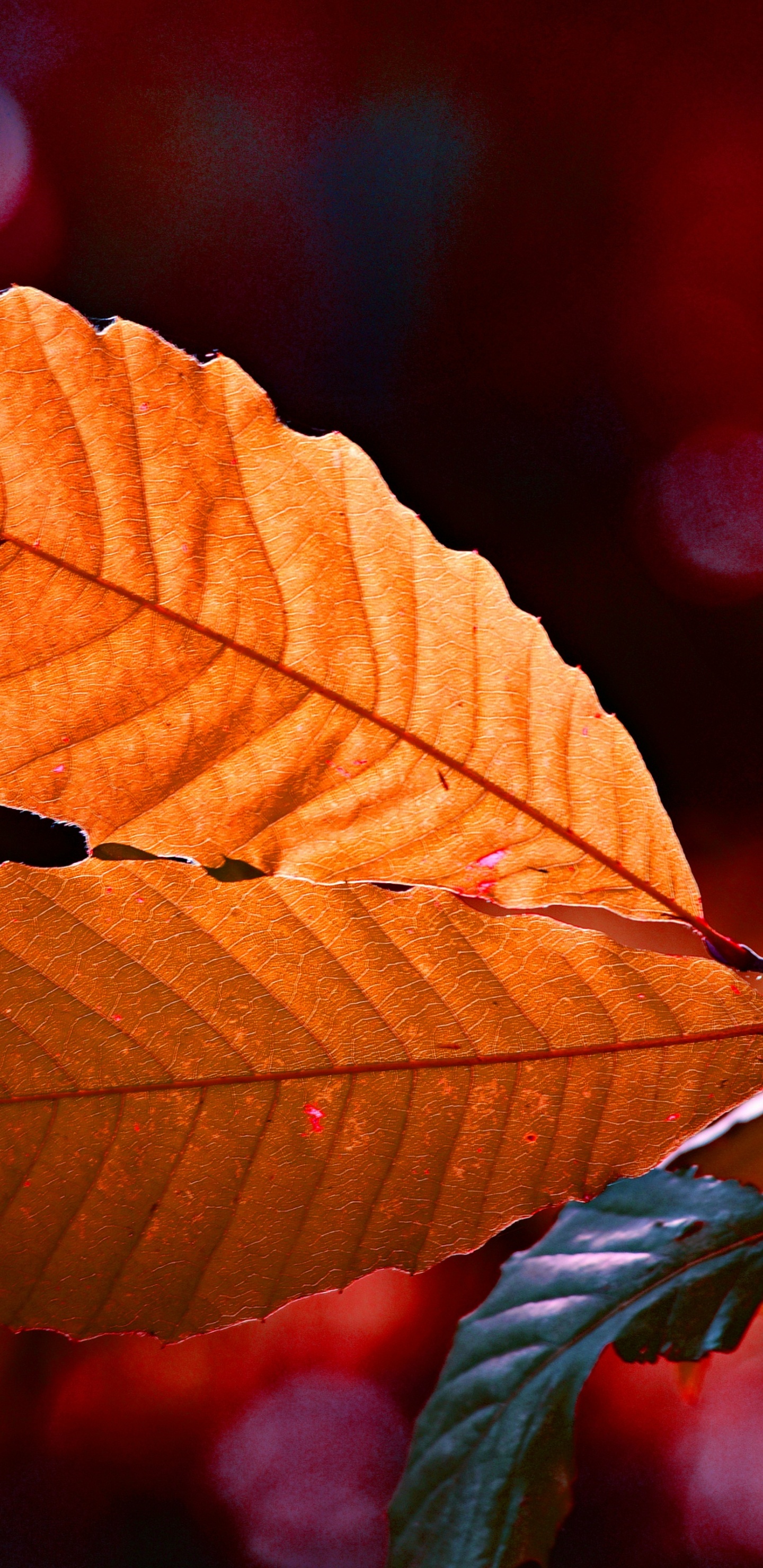 Обои лист, красный цвет, дерево, зеленый, Апельсин в разрешении 1440x2960