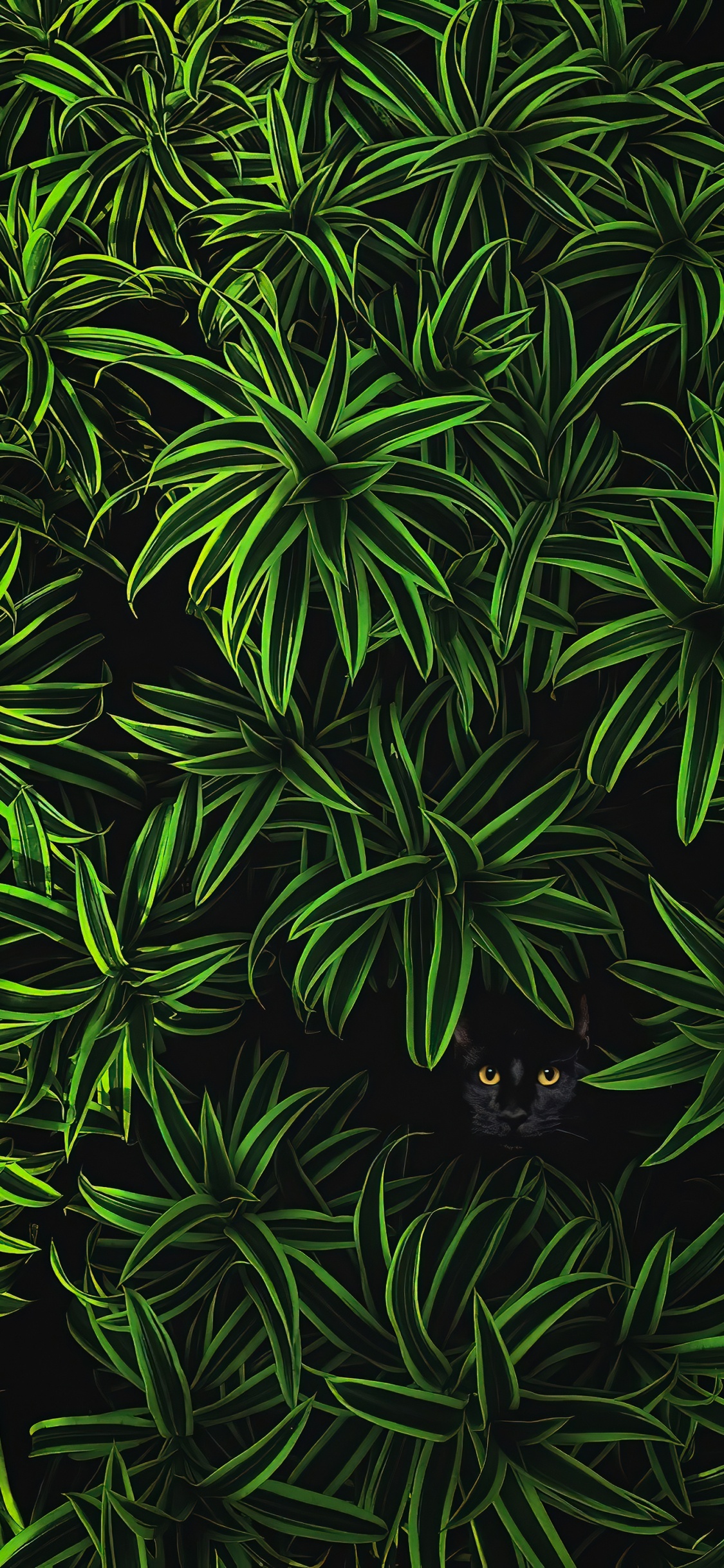 Обои растительность, растение, ботаники, наземное растение, почвопокровная в разрешении 1125x2436